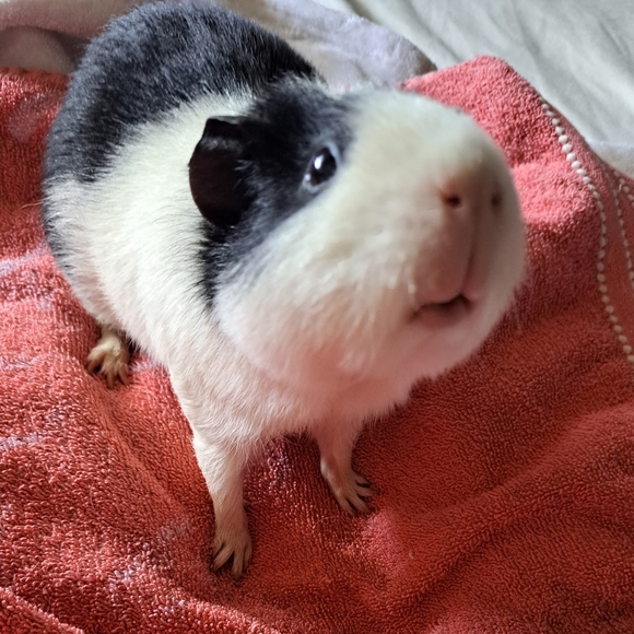 Meet your Posher, Chloe - Picture 9 of 14